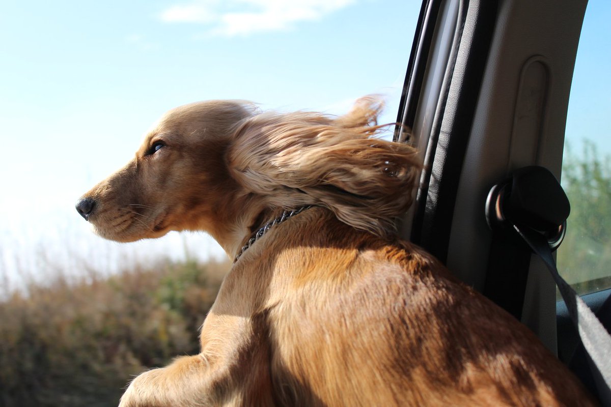 Enlever les poils de chien : les meilleures astuces – Blog BUT